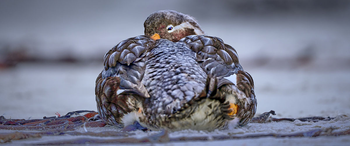 Steaming Steamer Ducks