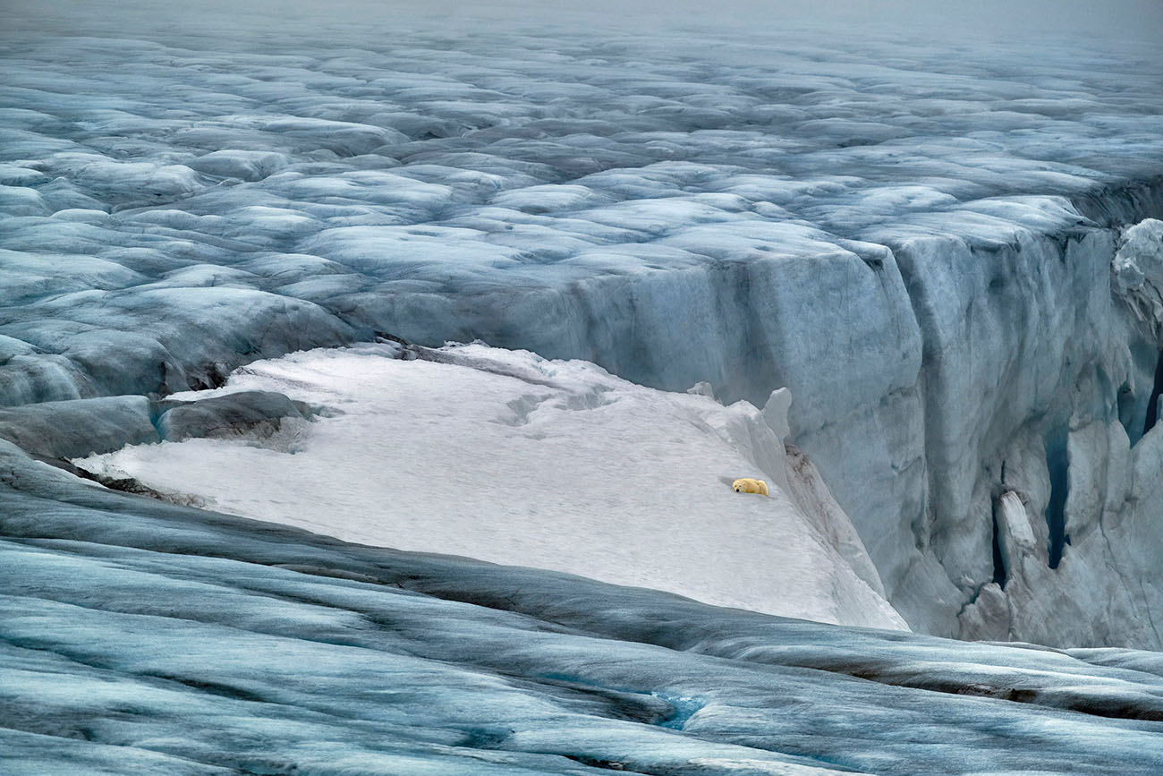 Trade Secrets With Polar Bears