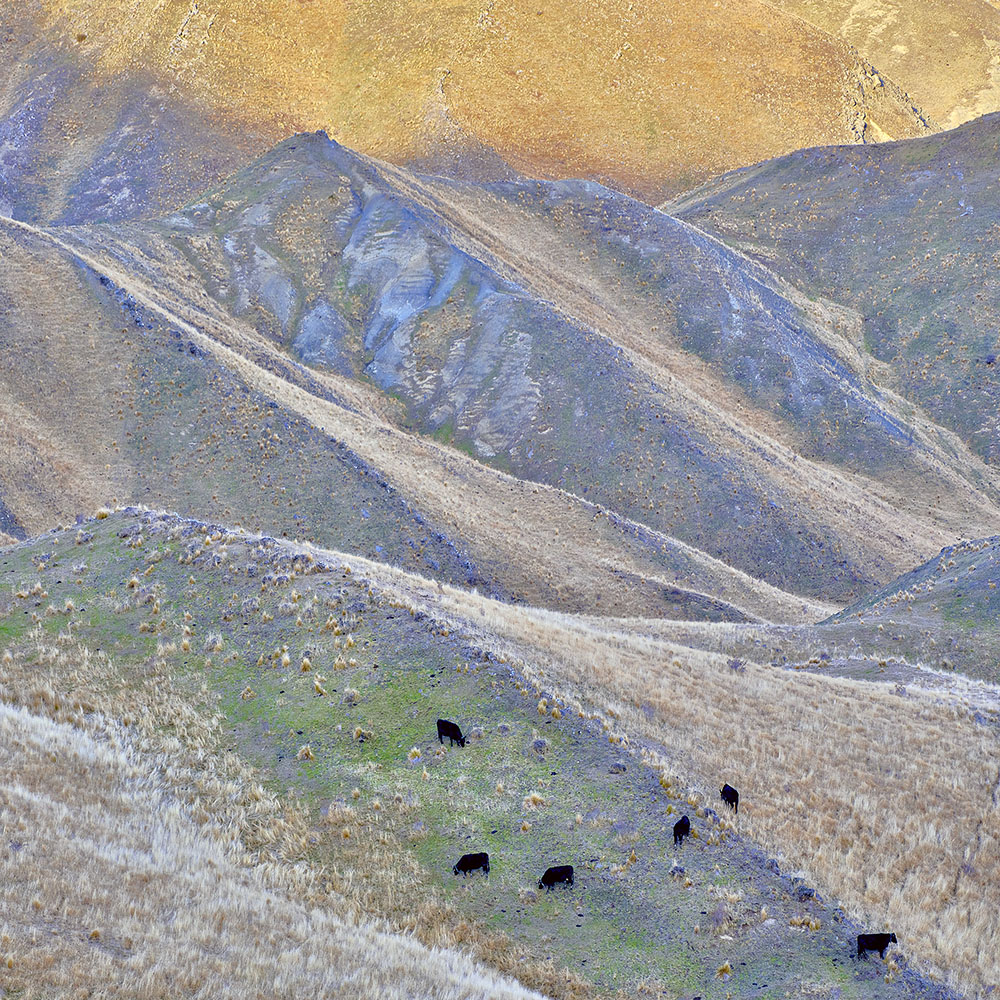 The Cows Behind Mary's Virtual Fences
