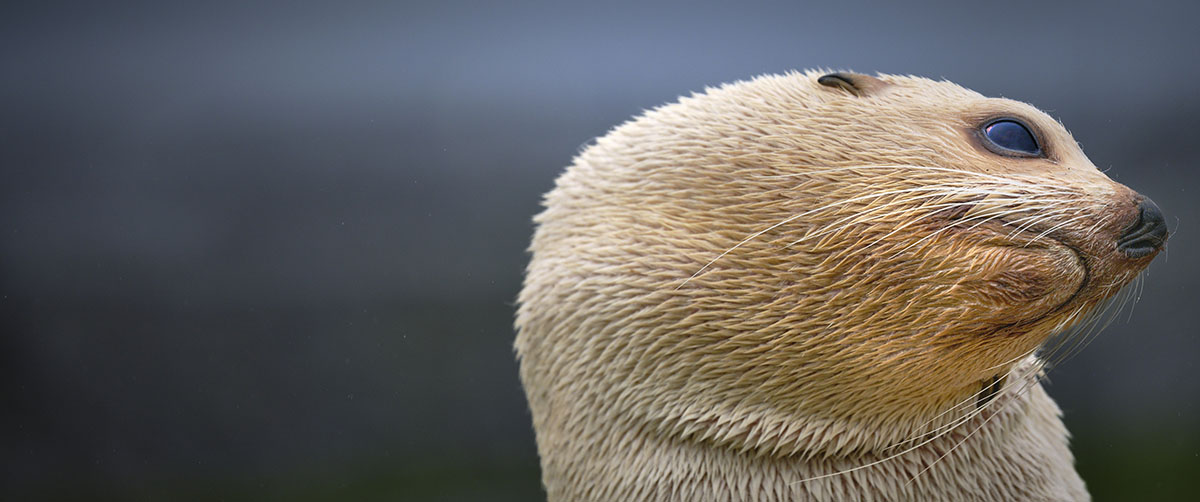 Who's Coming?