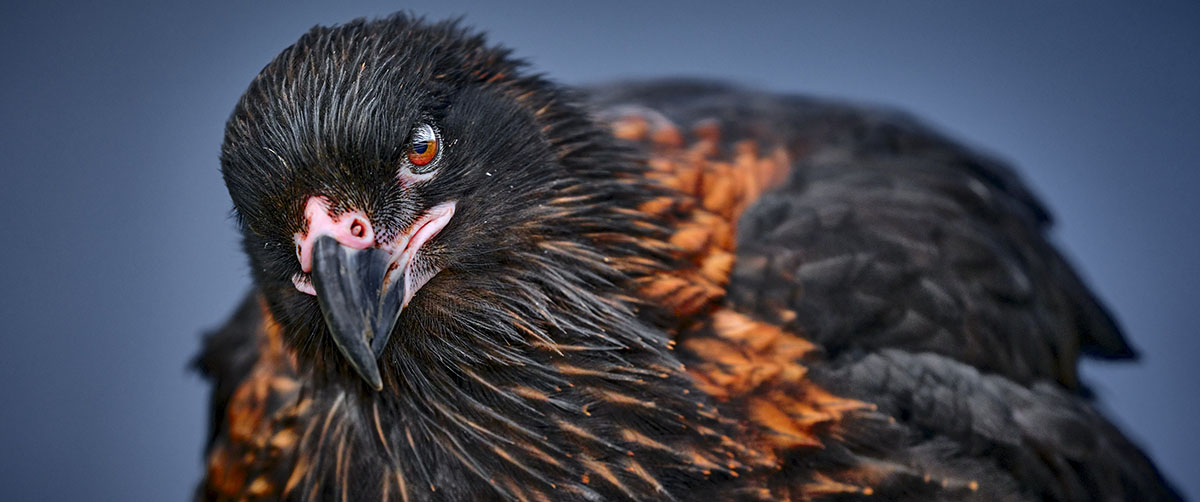 Striated Caracara. No, really!