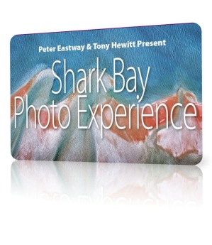 SharkBayTicket5